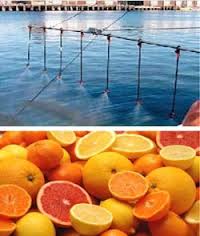 Oil Spill Dispersants